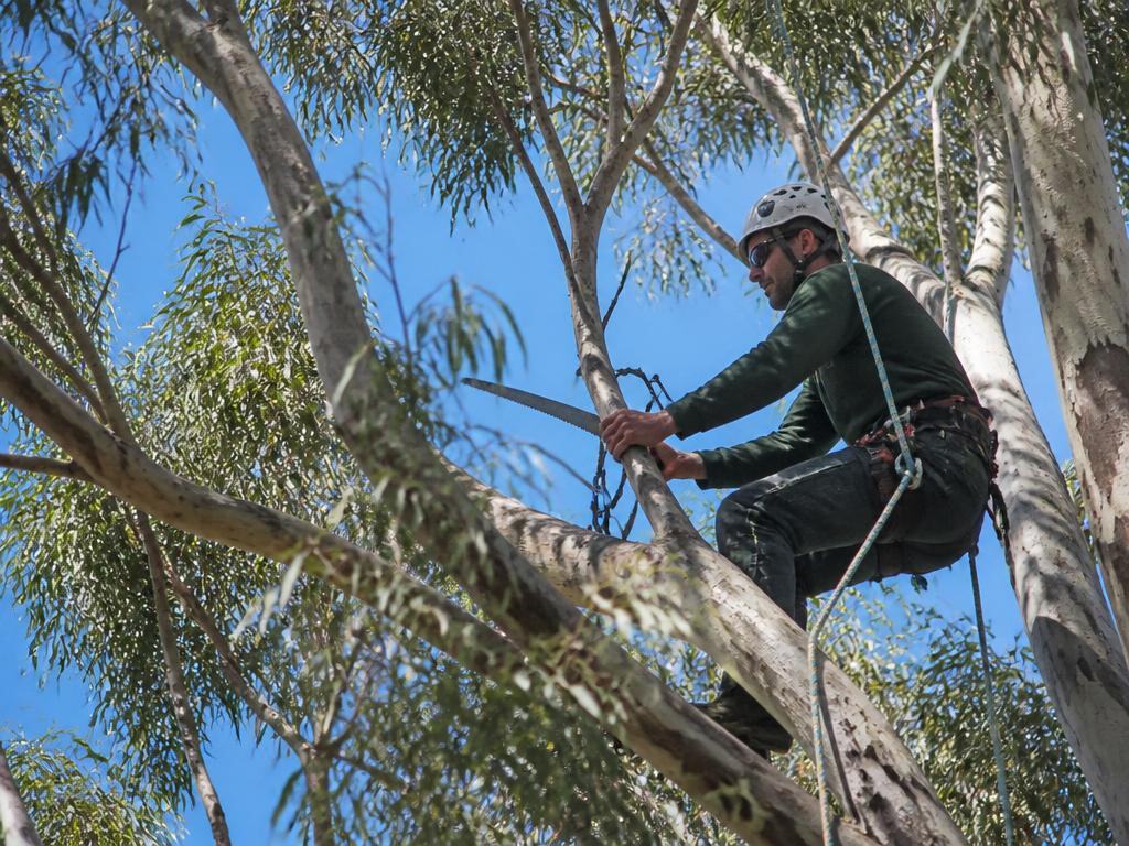 Tree Pruning & Trimming