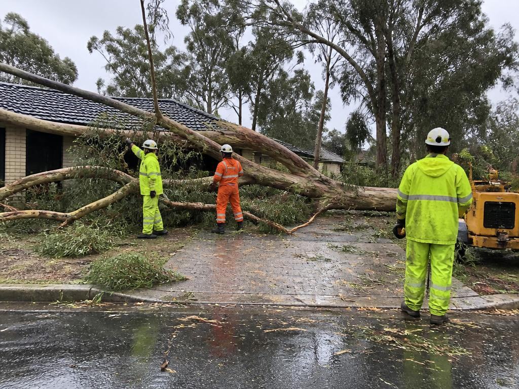 Emergency Tree Service