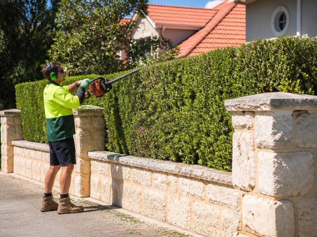 Four-metre lilly pilly screen brought back to line, Nedlands
